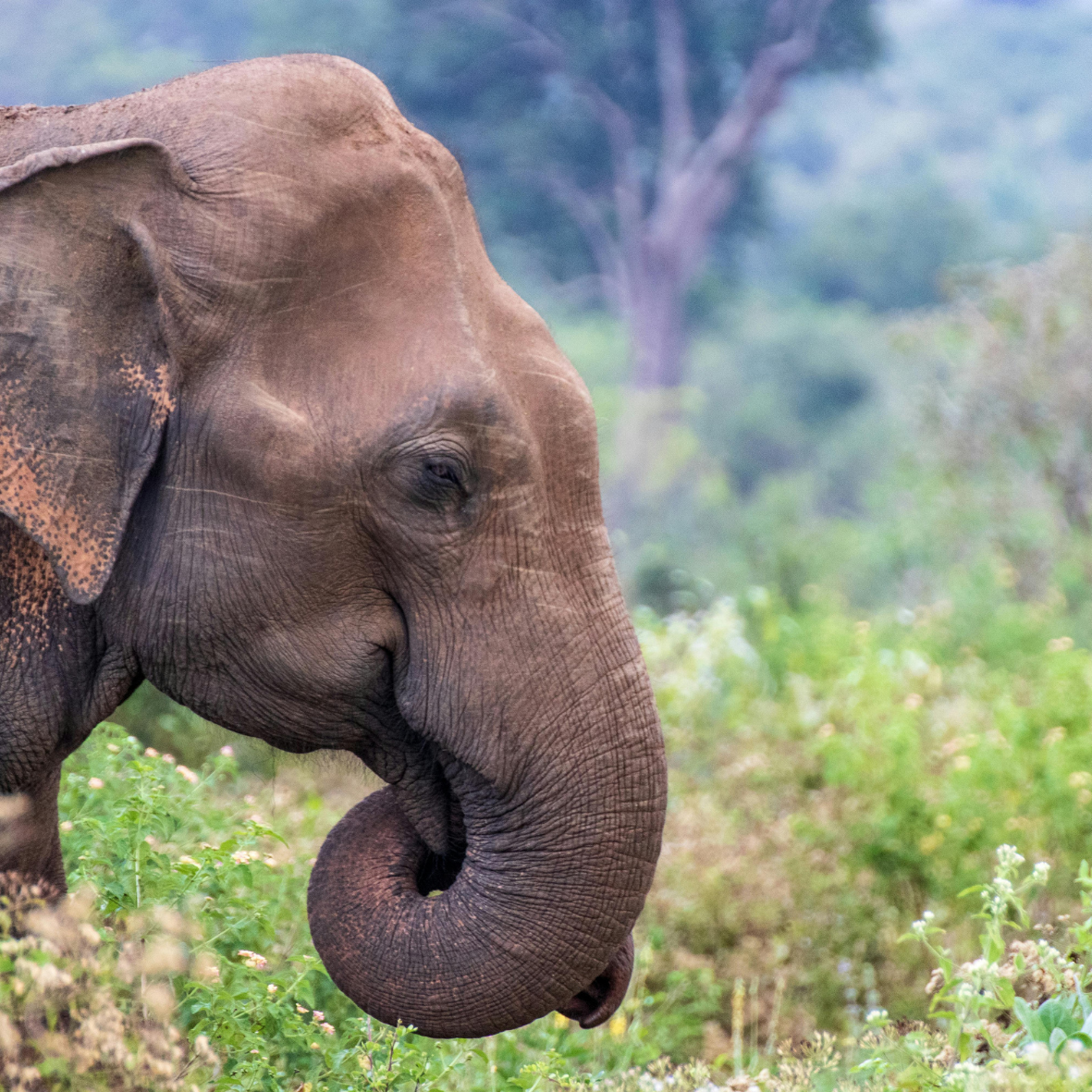 Photo of SRI LANKA & MALEDIVEN - GROEP 1